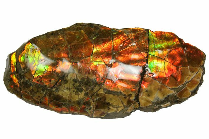 Iridescent Ammolite (Fossil Ammonite Shell) - Alberta, Canada #147253